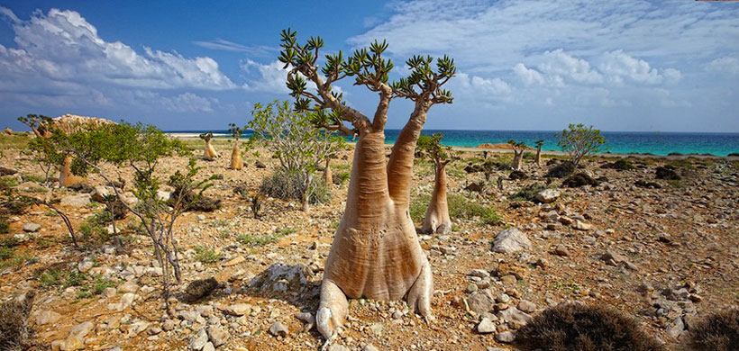 The Most Strange Landscapes Of Mysterious Island Of Socotra