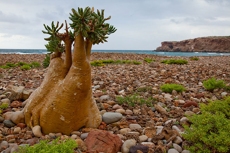 The Most Strange Landscapes Of Mysterious Island Of Socotra