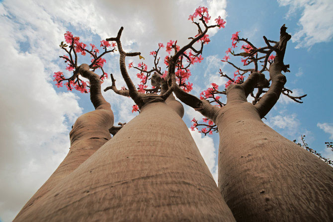 The Most Strange Landscapes Of Mysterious Island Of Socotra, Yemen