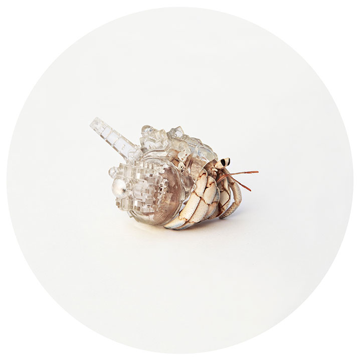 Artist Makes Transparent Homes (Shells) For Hermit Crabs