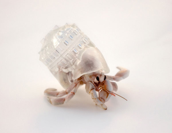 Artist Makes Transparent Homes (Shells) For Hermit Crabs