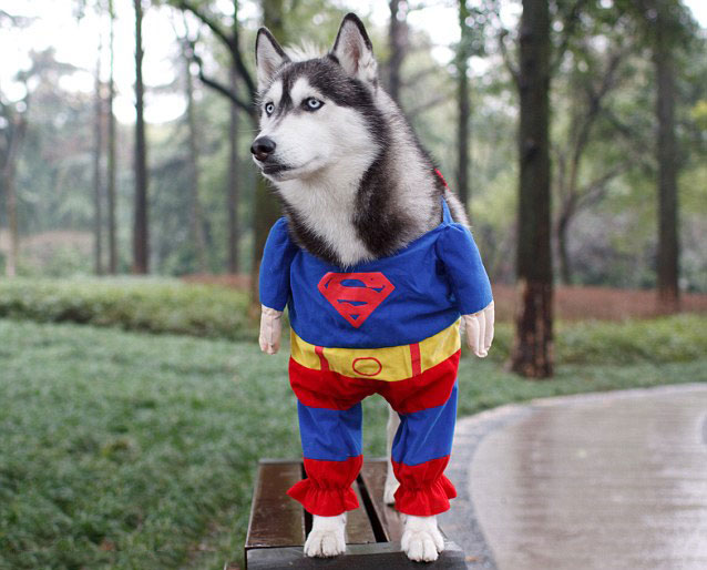 The canine version of Superman: Super Husky!-Amazing Animal Halloowen Disguises