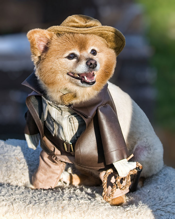Indiana Dog-Amazing Animal Halloowen Disguises