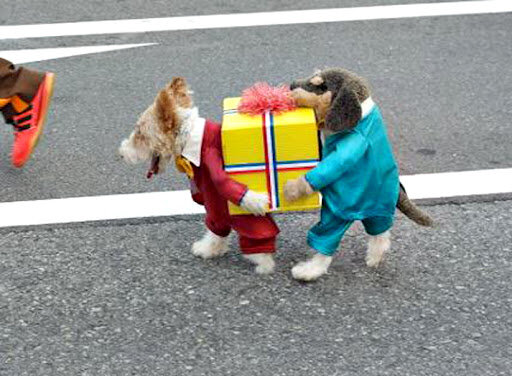 The 2 dogs 1 suit case-Amazing Animal Halloowen Disguises
