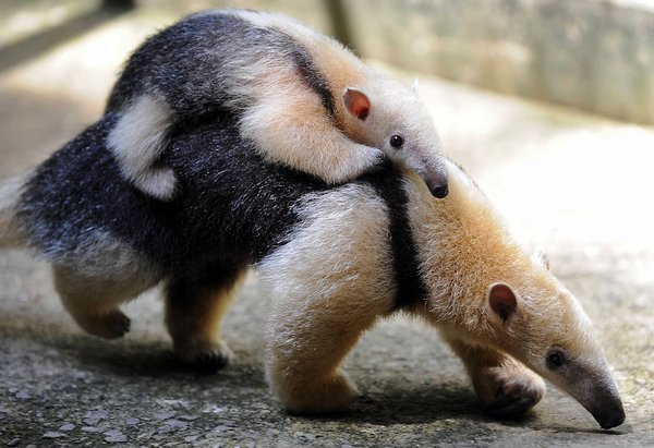 A baby anteater-Awesome Cute Baby Animals