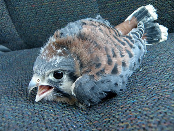 A baby hawk-Awesome Cute Baby Animals