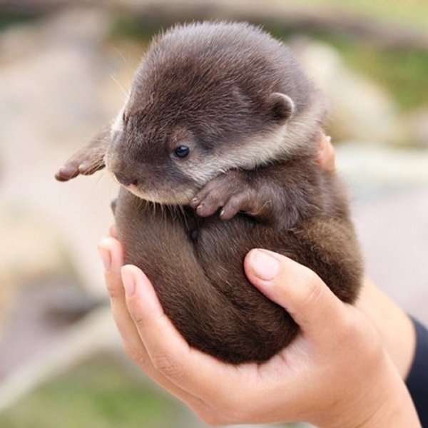 A baby otter-Awesome Cute Baby Animals