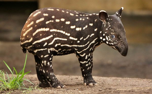 A baby tapir-Awesome Cute Baby Animals