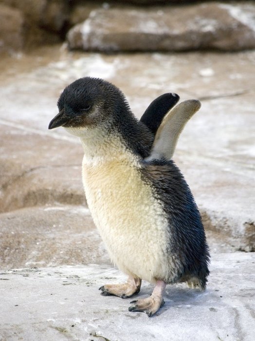 A baby penguin-Awesome Cute Baby Animals