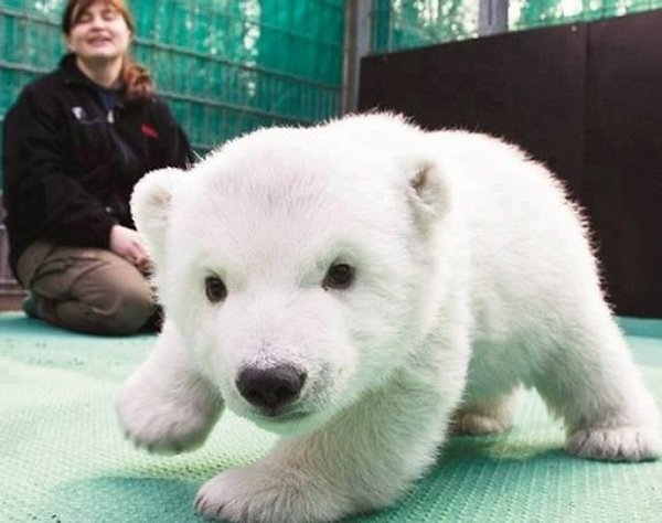 A polar bear cub-Awesome Cute Baby Animals