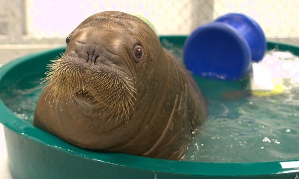 A baby walrus-Awesome Cute Baby Animals