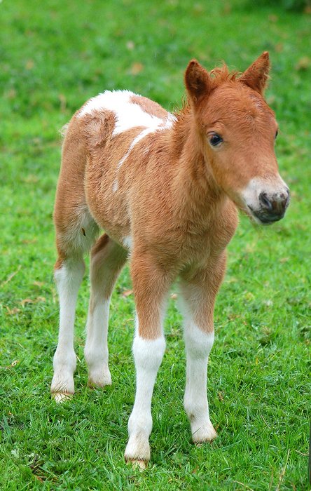 A  baby pony-Awesome Cute Baby Animals