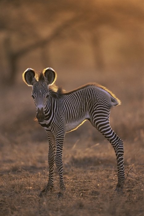 A baby zebra-Awesome Cute Baby Animals