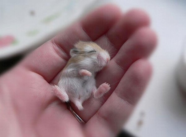 A baby hamster-Awesome Cute Baby Animals