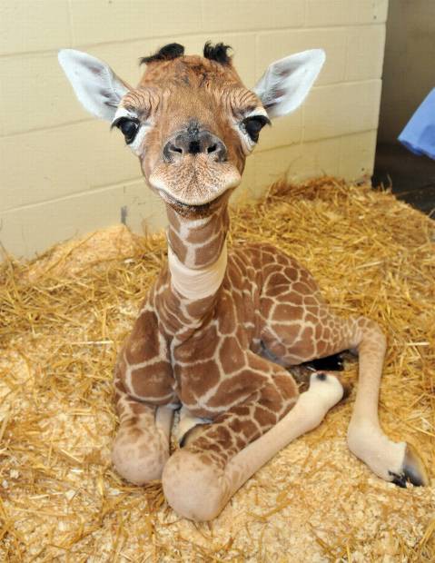 A baby giraffe