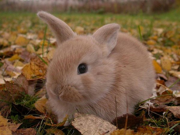 A baby rabbit-Awesome Cute Baby Animals