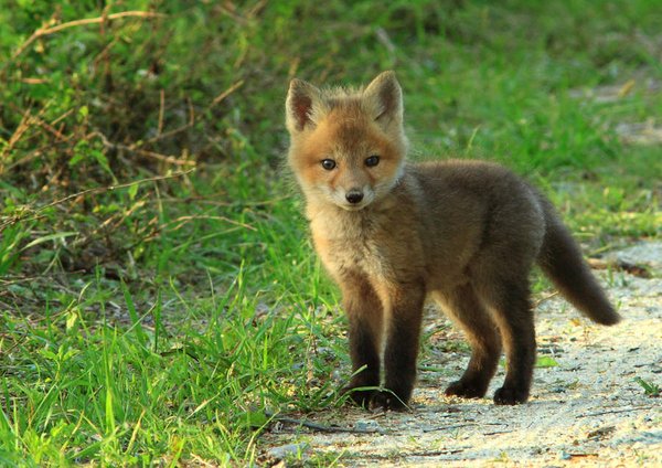 A baby fox-Awesome Cute Baby Animals