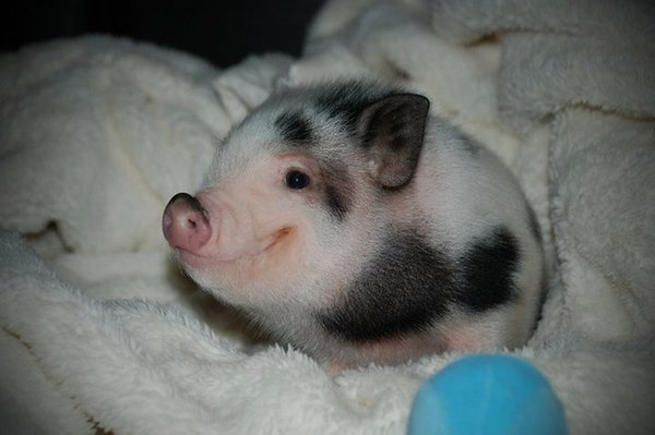 A baby pig-Awesome Cute Baby Animals