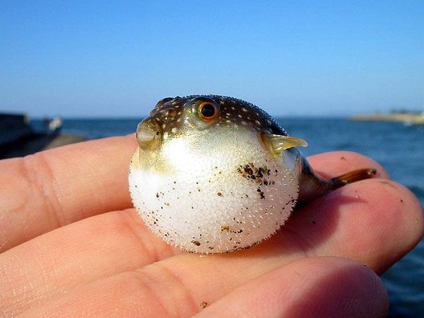 A baby puffer fish-Awesome Cute Baby Animals