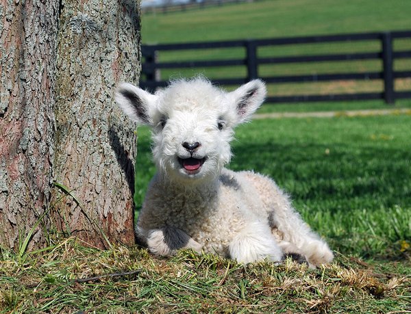 A baby sheep-Awesome Cute Baby Animals