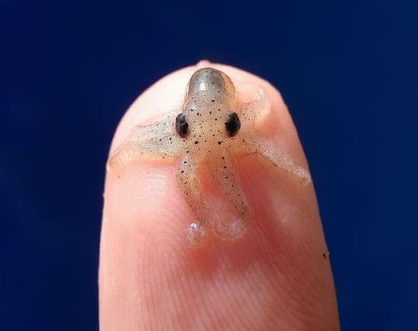 A baby octopus-Awesome Cute Baby Animals