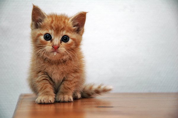 A baby cat-Awesome Cute Baby Animals