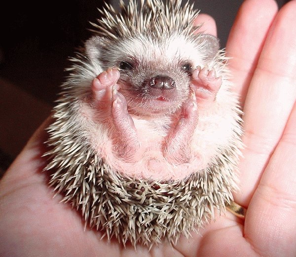 A baby hedgehog-Awesome Cute Baby Animals