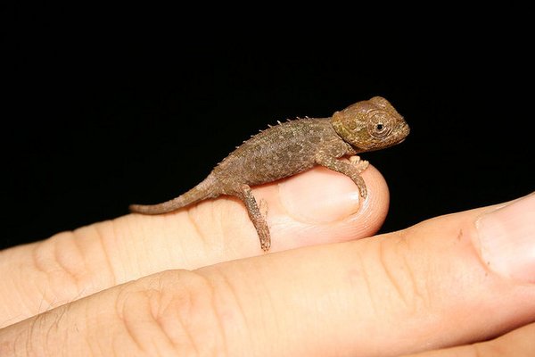 A chameleon baby-Cute Baby Animals