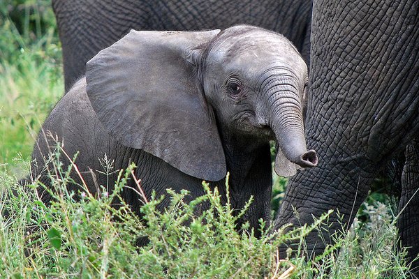 A baby elephant-Cute Baby Animals