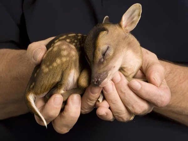 A baby deer-A cute baby animal