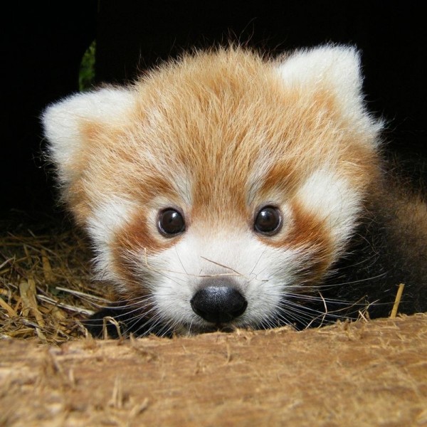 A baby red panda-Awesome Cute Baby Animals