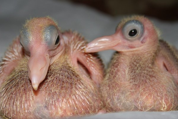 A baby pigeon-Awesome Cute Baby Animals