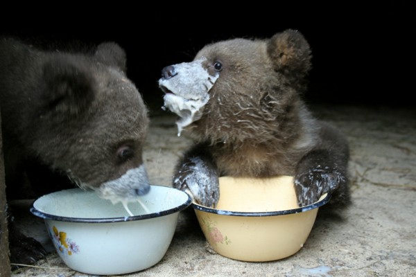 A baby bear-Awesome Cute Baby Animals
