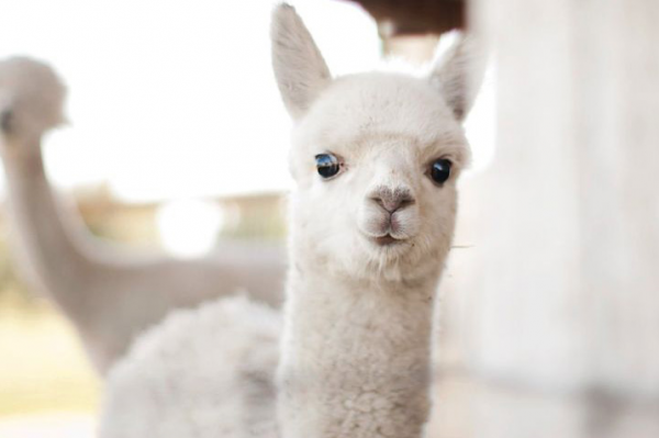 A baby alpaca-Awesome Cute Baby Animals