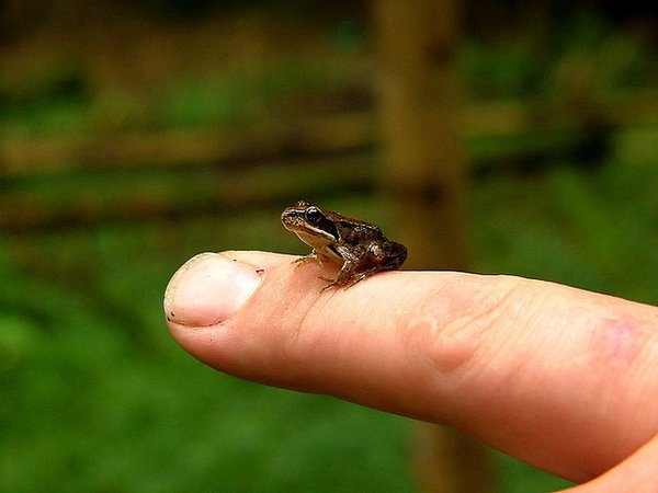 A baby frog-Awesome Cute Baby Animals