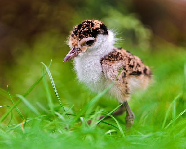 A baby sparrow-Awesome Cute Baby Animals