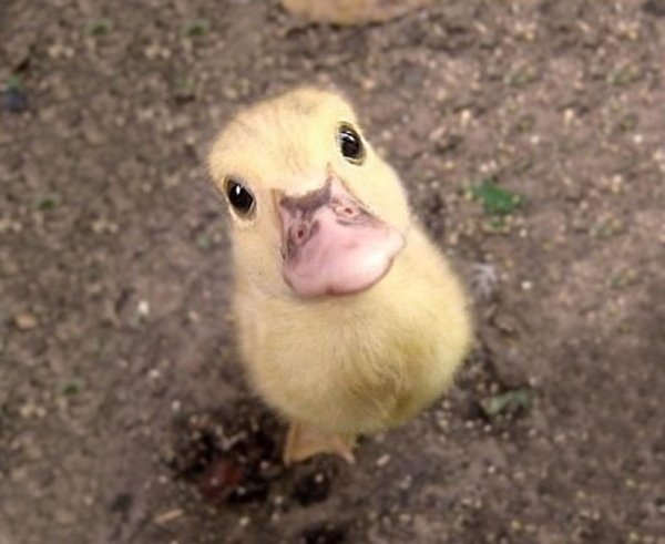 A baby duck-Cute Baby Animals