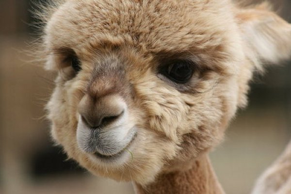 A baby camel-Awesome Cute Baby Animals