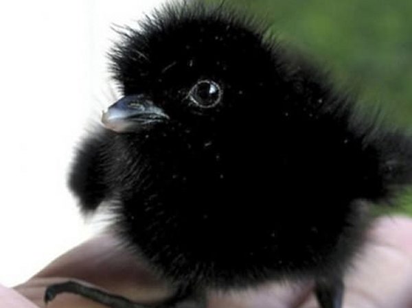 A raven baby-Awesome Cute Baby Animals