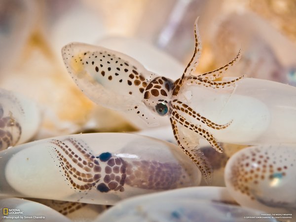 A baby squid-Awesome Cute Baby Animals
