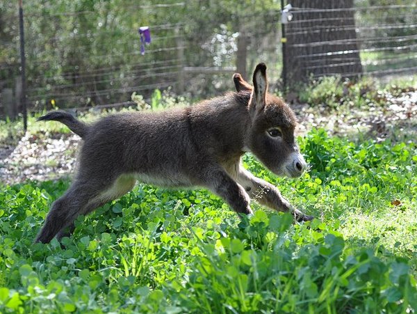 A baby donkey-Awesome Cute Baby Animals