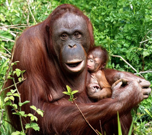A baby orangutan-Awesome Cute Baby Animals
