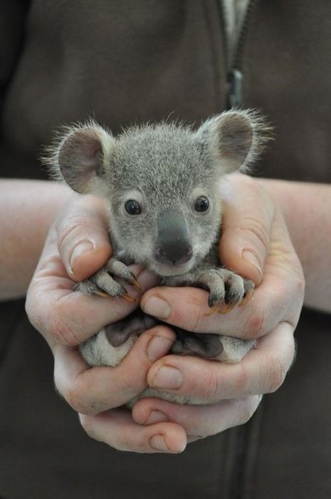 A baby koala-Awesome Cute Baby Animals