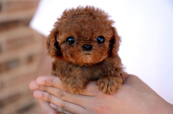 Dog baby-Awesome Cute Baby Animals