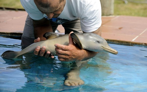 A baby dolphin-Awesome Cute Baby Animals