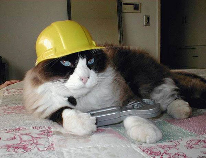 The feline version of Bob the Builder-Haloowen Disguises