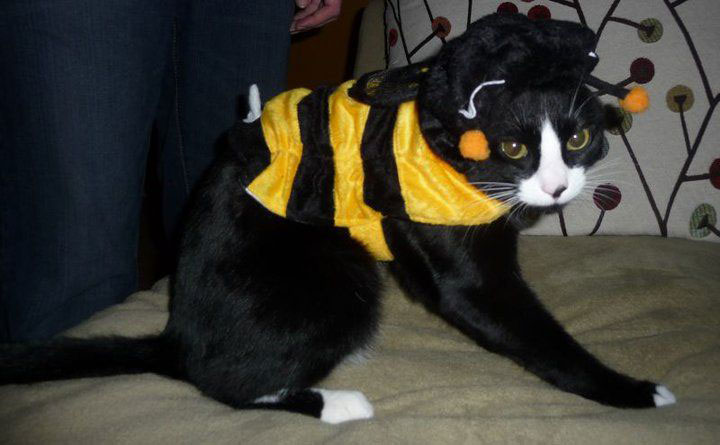 The feline version of Maya, the Bee-Haloowen Disguises