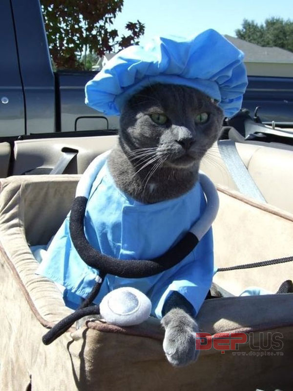Dr. Meow-Haloowen Disguises