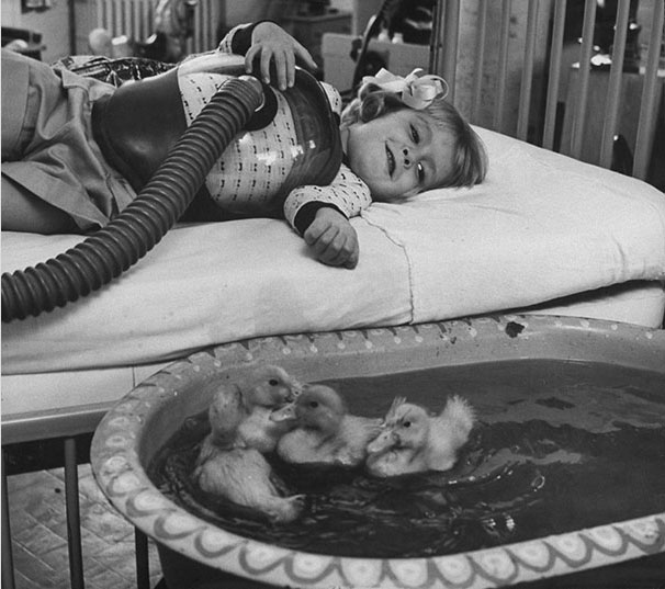 The animals are used for medical therapy in 1956