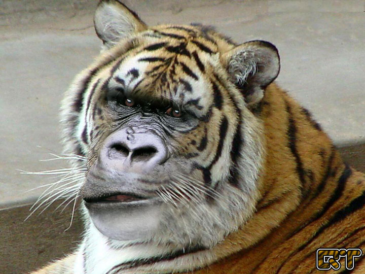 See more ideas about animals, cute animals, animals beautiful. Animals Cool Photos . 28 Interesting Animal Species Created Using Photoshop ...